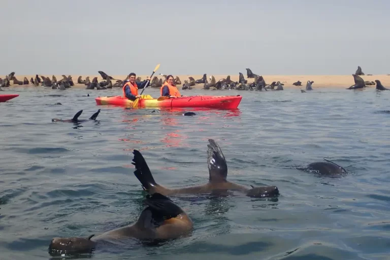 Kayak avec les Phoques à Walvis Bay 46 Kayak avec les Phoques à Walvis Bay