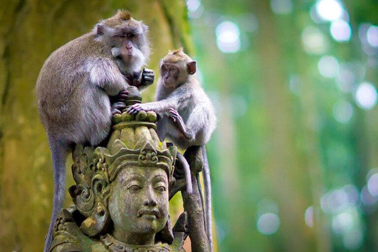 Sangeh Monkey Forest